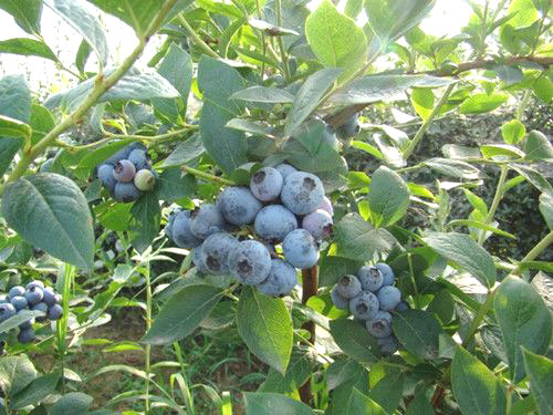 蓝莓苗
