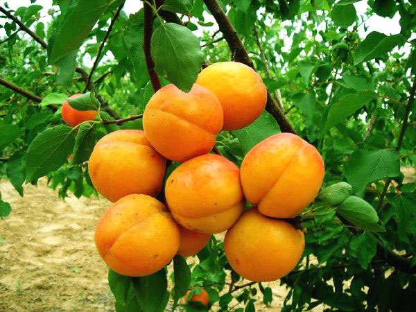 金太阳杏树苗品种介绍和金太阳杏树苗修剪方法