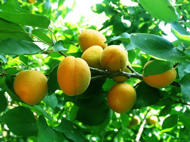 金凯特杏树苗品种介绍