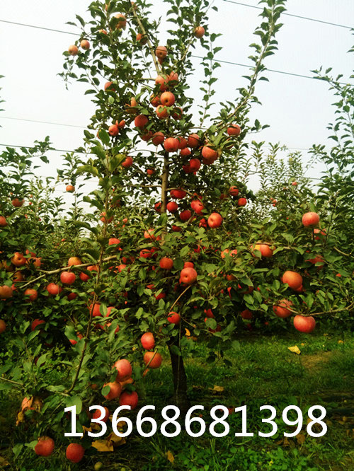 2015年10月20日矮化苹果苗结果照片