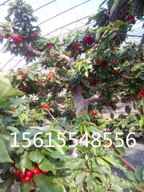 温室大棚吉塞拉樱桃苗丰产、个大