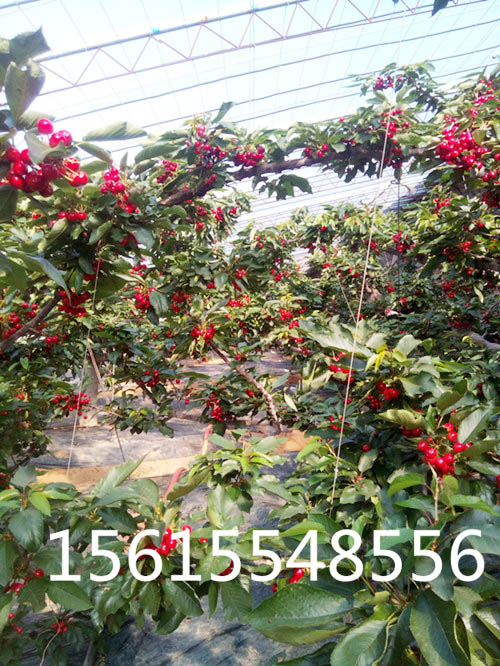 温室大棚吉塞拉樱桃苗丰产、个大