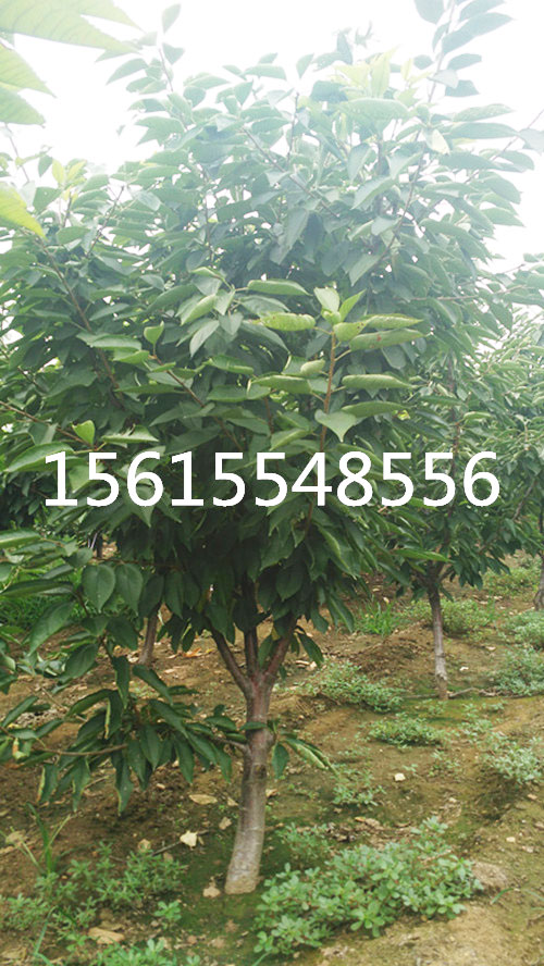 吉塞拉矮化樱桃苗3到8公分