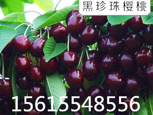 黑珍珠樱桃苗