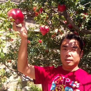 泰山红石榴品种介绍