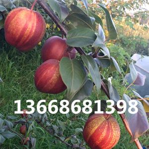早酥红梨树苗品种介绍