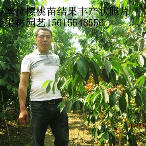 吉塞拉大樱桃园丰产照片