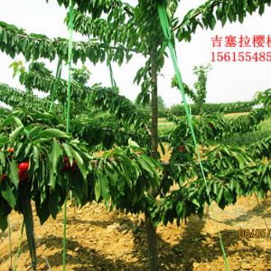 吉塞拉大樱桃苗3年树结果照片