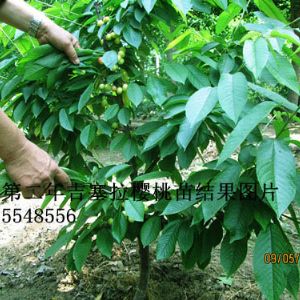 吉塞拉樱桃苗栽后次年结果照片