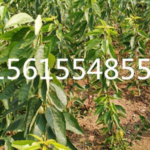 吉塞拉樱桃苗繁育苗圃