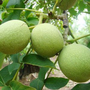 早实薄皮核桃苗