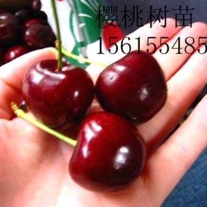 早大果樱桃品种介绍
