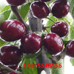 含香樱桃苗品种介绍