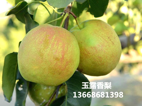 玉露香梨树苗品种介绍