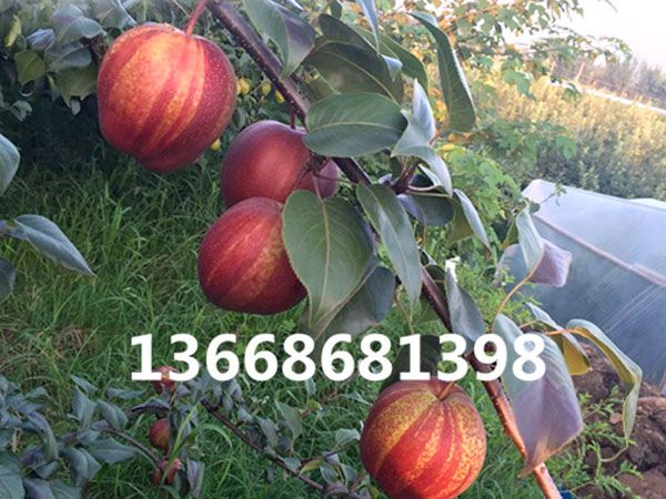 早酥红梨树苗品种介绍