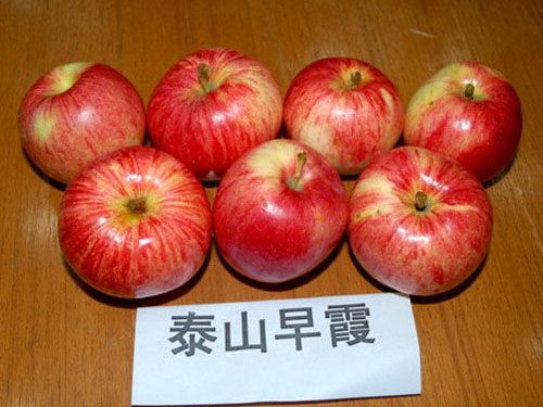 泰山早霞苹果树苗植物学特性介绍