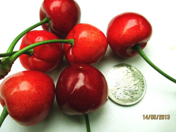 吉塞拉樱桃果实大小与一元硬币