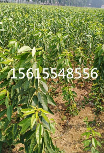 吉塞拉樱桃苗繁育苗圃