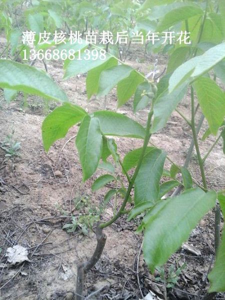 当年栽植当年开花薄皮核桃苗照片集锦