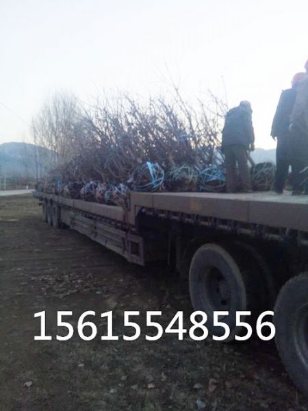 8公分吉塞拉樱桃树装车