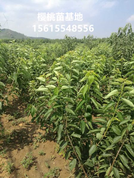 吉塞拉樱桃树苗圃生长情况