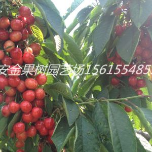 冰糖脆樱桃品种介绍