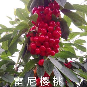 雷尼樱桃苗品种介绍