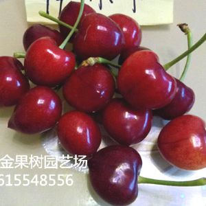 萨米脱樱桃品种介绍