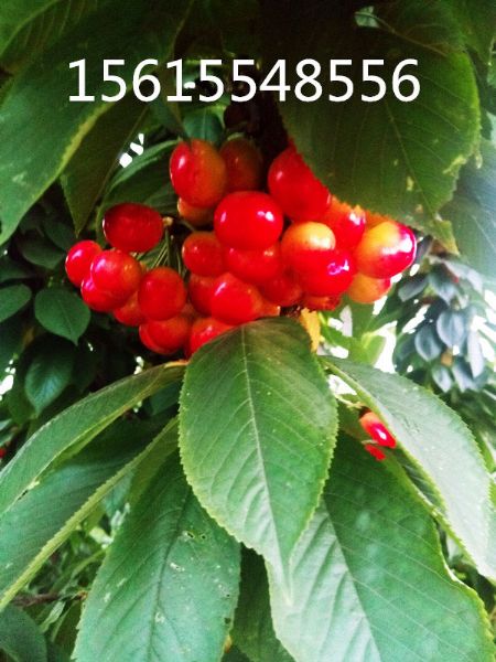 2015年雷尼樱桃苗结果照片