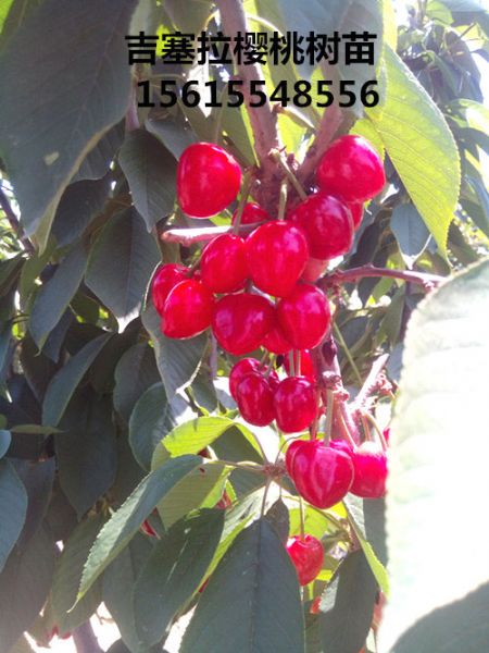 2016年吉塞拉樱桃树结果照片