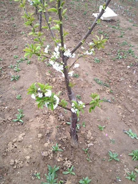 2015年吉塞拉樱桃苗开花岱红樱桃苗