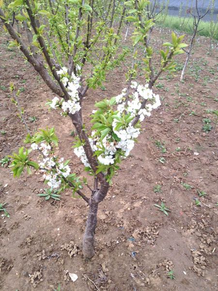 2015年吉塞拉樱桃苗开花布鲁克斯樱桃苗