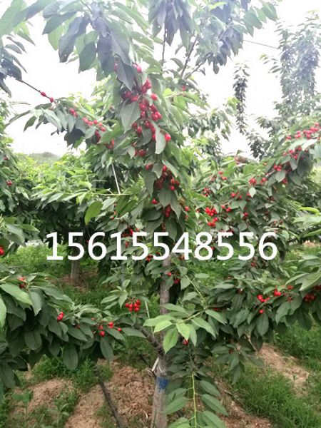 2017美早樱桃苗结果树