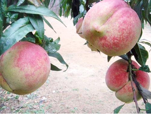 桃树苗丰产栽培技术