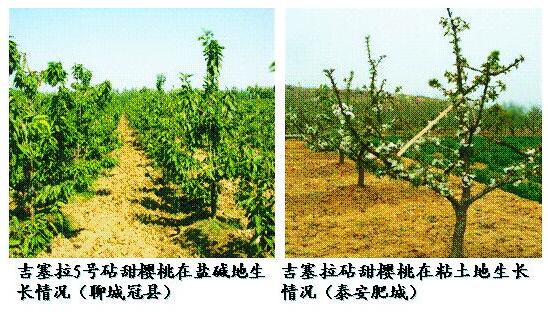 吉塞拉砧木（Jisaila）早丰产大樱桃矮化砧木苗，吉塞拉砧木