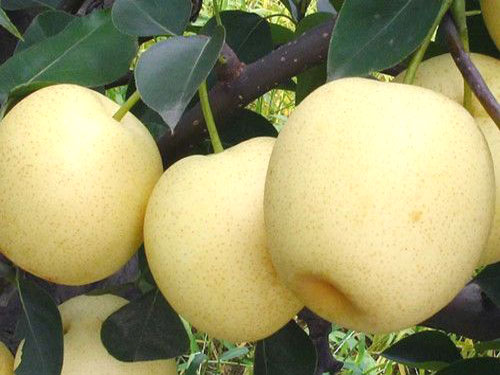 梨树苗丰产栽培管理技术与病虫害防治