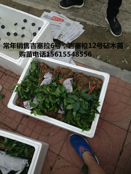 吉塞拉小苗 吉塞拉砧木苗