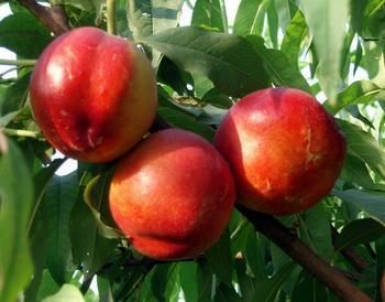 油桃栽培种植技术