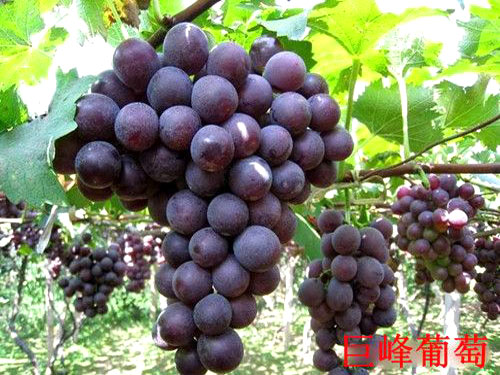 葡萄栽培种植技术