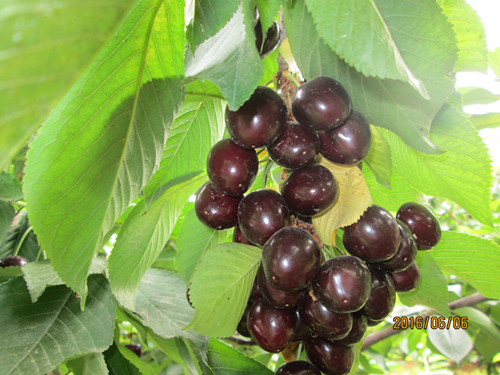 黑珍珠樱桃苗种植技术-泰安金果树