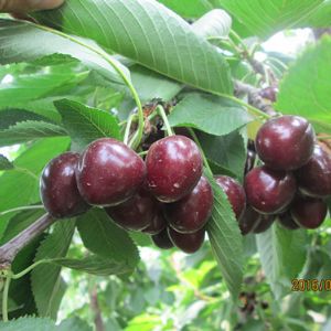 俄罗斯八号樱桃苗品种介绍