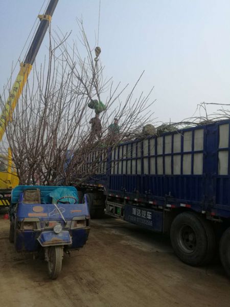 大樱桃苗 樱桃树苗装车现场