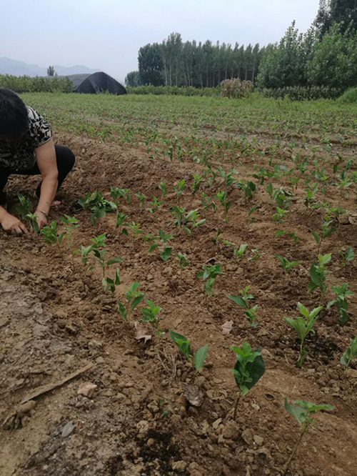 浅谈吉塞拉小苗种植方法（多图）