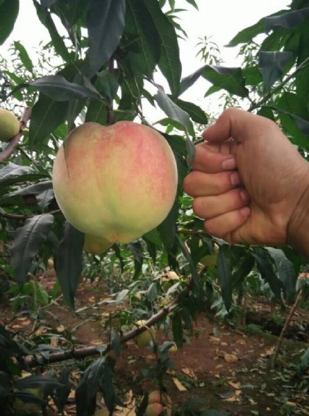 中华寿桃种植技术