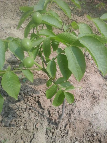 薄皮核桃苗建园与栽培方法