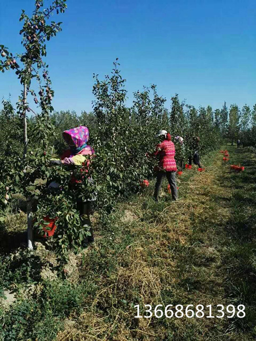 西梅树苗结果照片