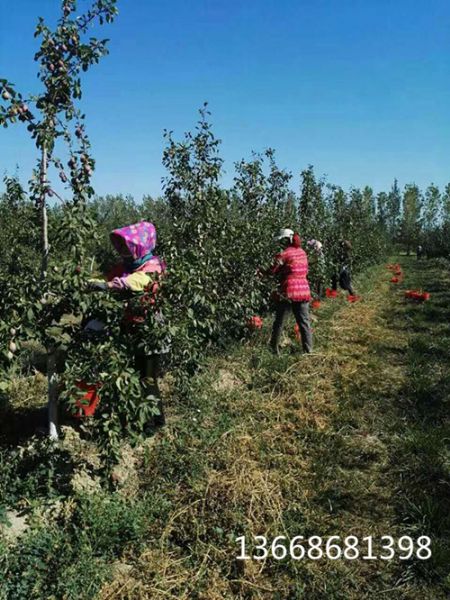 西梅树苗结果照片