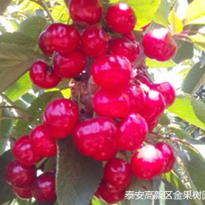 布鲁克斯樱桃苗品种介绍