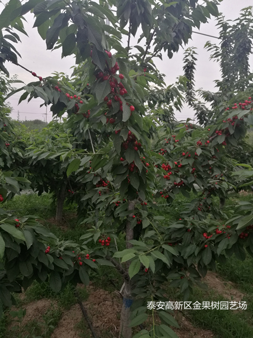 种植吉塞拉樱桃苗必学技术 土壤质量提升