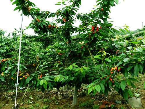 吉塞拉樱桃苗为农民带来高收益